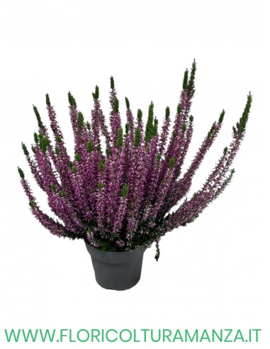ERICA CALLUNA VASO 11