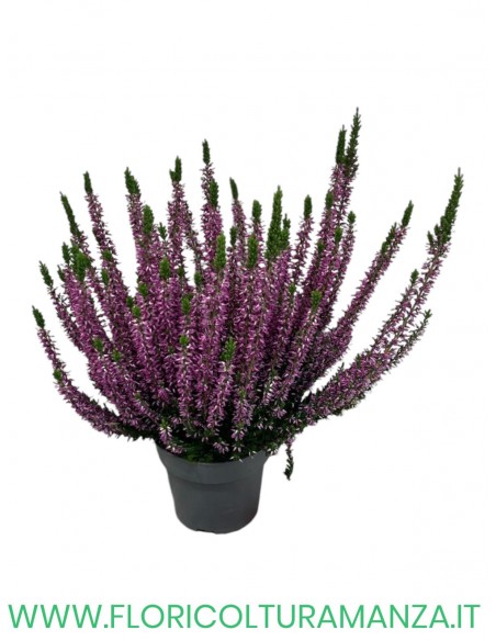 ERICA CALLUNA VASO 11