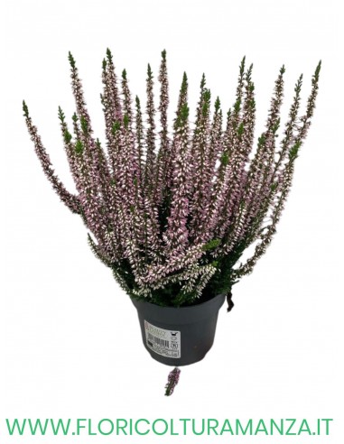 ERICA CALLUNA VASO 11