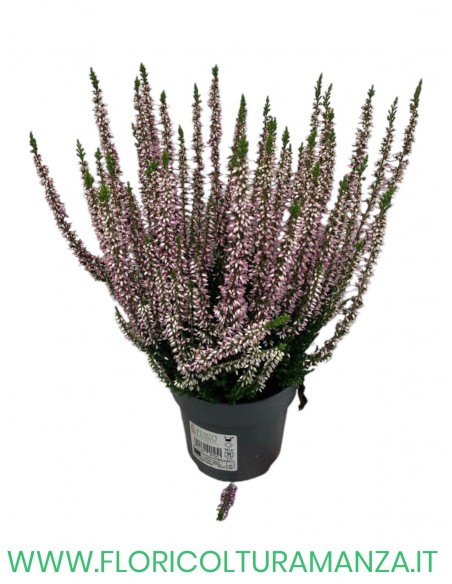 ERICA CALLUNA VASO 11