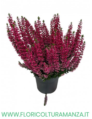 ERICA CALLUNA VASO 11