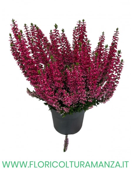 ERICA CALLUNA VASO 11