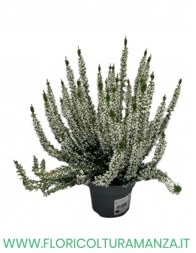 ERICA CALLUNA VASO 11