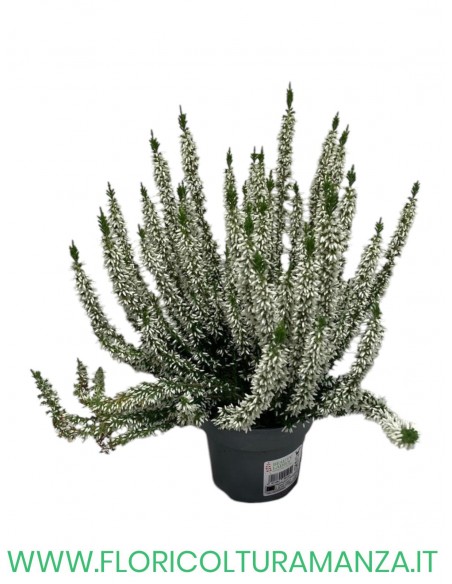 ERICA CALLUNA VASO 11