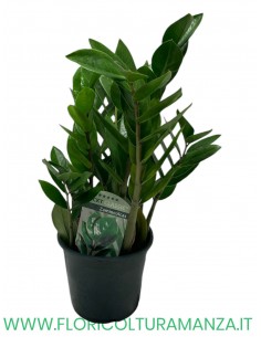 ZAMIOCULCAS VASO 14