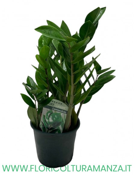 ZAMIOCULCAS VASO 14