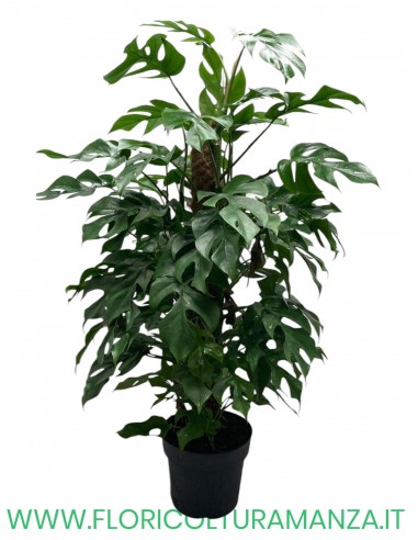MONSTERA CM 90
