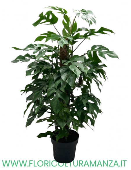 MONSTERA CM 90