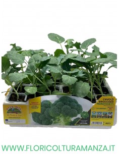 🥦 Cavolo Broccolo Calabres