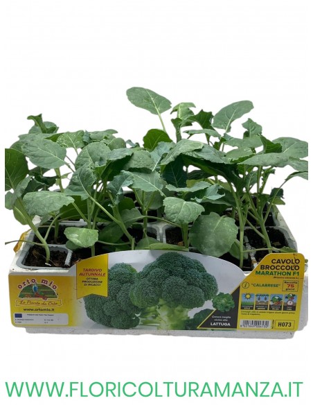 🥦 Cavolo Broccolo Calabres