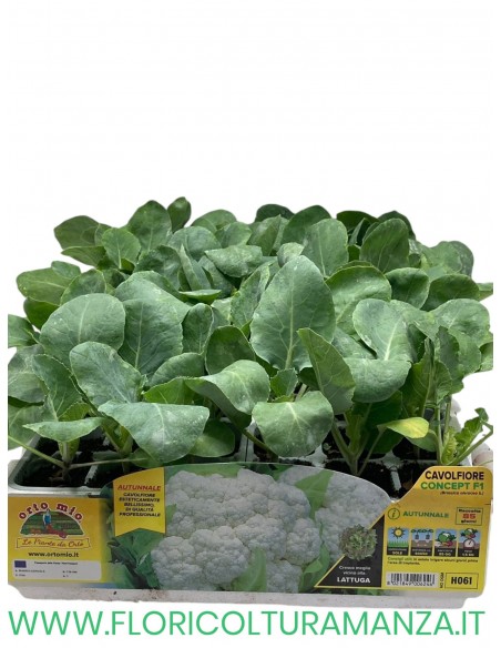 🥦 Cavolfiore Concept