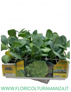 🥦 Cavolfiore Testaccio Romanesco