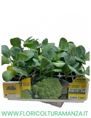 🥦 Cavolfiore Testaccio Romanesco