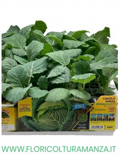 🥬 Cavolo Verza Endeavour