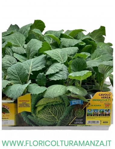 🥬 Cavolo Verza Endeavour