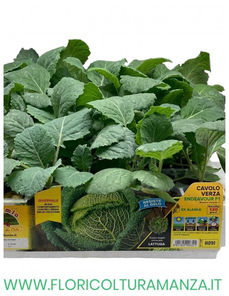 🥬 Cavolo Verza Endeavour
