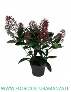 SKIMMIA RUBELLA Japponica VASO 12 6/8 fiori 2