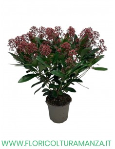 skimmia Japponica Rubella vaso 14 10/12 fiori