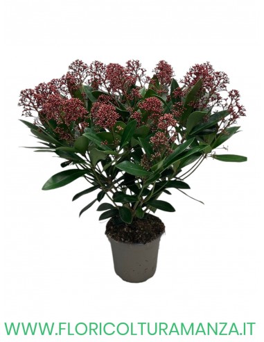 skimmia Japponica Rubella vaso 14 10/12 fiori