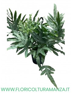 phlebodium vaso 17