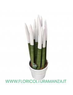 SANSEVERIA VASO CERAMICA CM 14