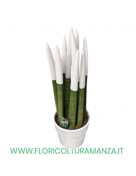 SANSEVERIA VASO CERAMICA CM 14
