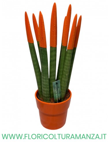 SANSEVERIA VASO CERAMICA CM 14