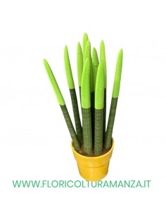 SANSEVERIA VASO CERAMICA CM 14 2