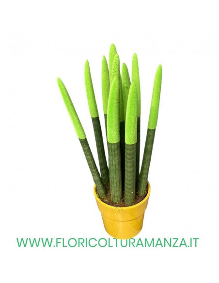 SANSEVERIA VASO CERAMICA CM 14