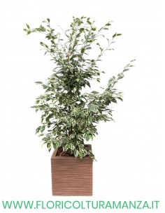 FICUS BENIAMINO VARIEGATO CM 80