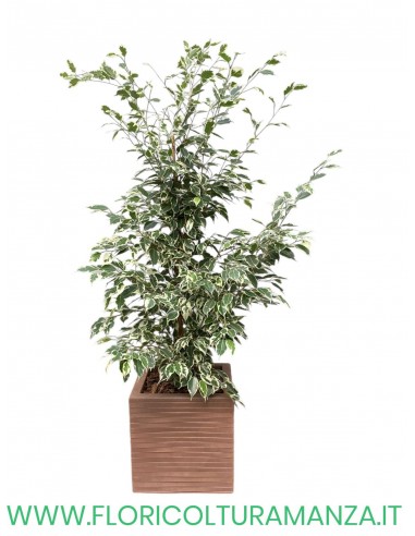 FICUS BENIAMINO VARIEGATO CM 80