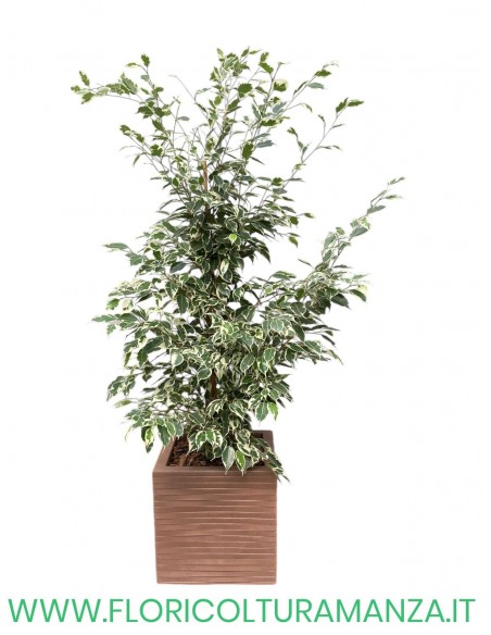 FICUS BENIAMINO VARIEGATO CM 80