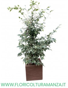 FICUS BENIAMINO VARIEGATO CM 80 2
