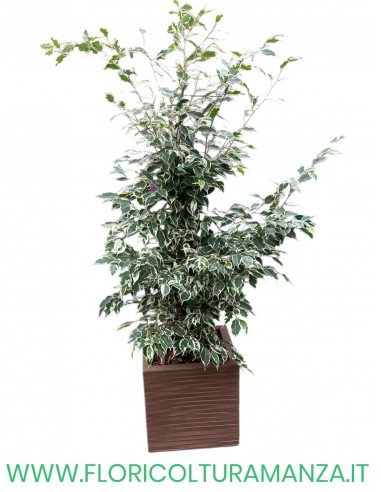 FICUS BENIAMINO VARIEGATO CM 80
