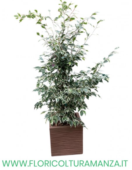 FICUS BENIAMINO VARIEGATO CM 80