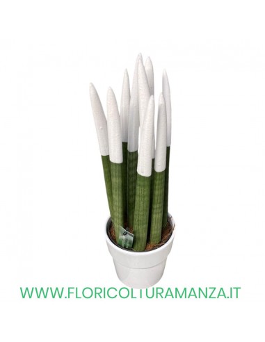SANSEVERIA VASO CERAMICA CM 14