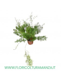 ASPARAGINA VASO 14