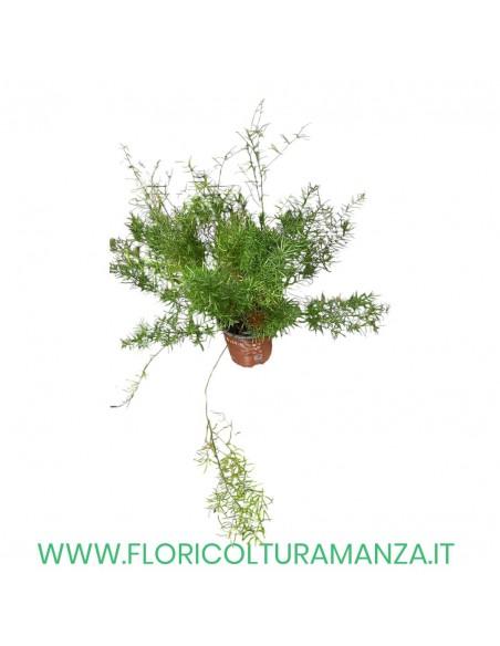 ASPARAGINA VASO 14
