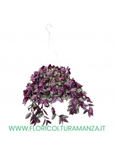TRADESCANZIA ZEBRINA VASO 14