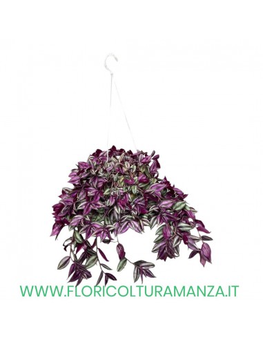 TRADESCANZIA ZEBRINA VASO 14