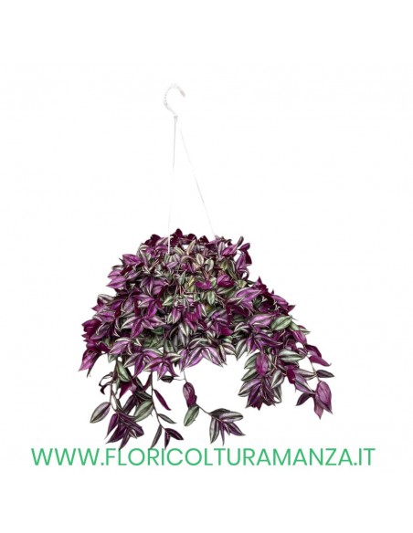 TRADESCANZIA ZEBRINA VASO 14