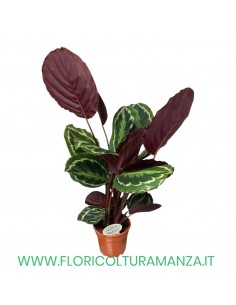 Calathea Maranta Leuconeura CM 60