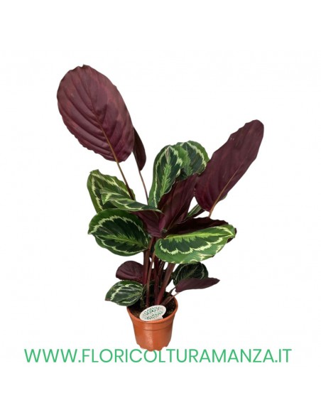 Calathea Maranta Leuconeura CM 60