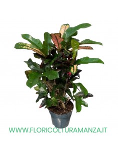 CROTON VASO 16 H CM 55