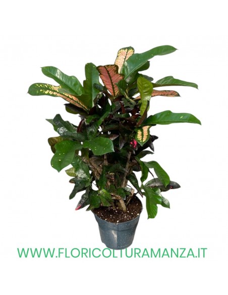 CROTON VASO 16 H CM 55