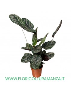 CALATHEA MARANTA   H CM 60