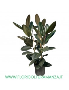 FICUS VASO 26 H CM 90 3 piante