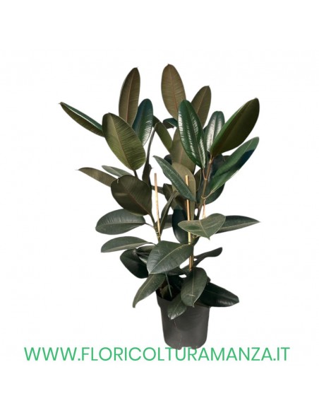 FICUS VASO 26 H CM 90 3 piante