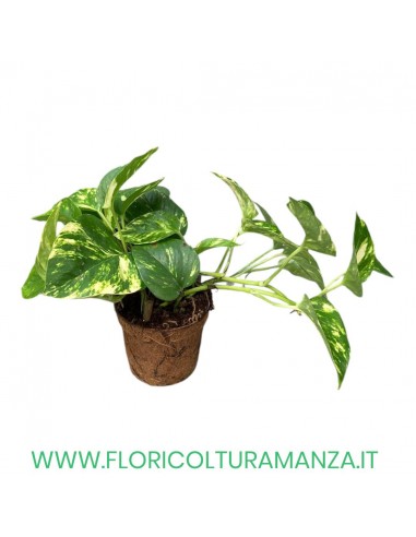 PHOTUS VASO CM 11