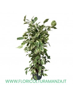 FICUS BENJAMIN VASO 19 H CM 55